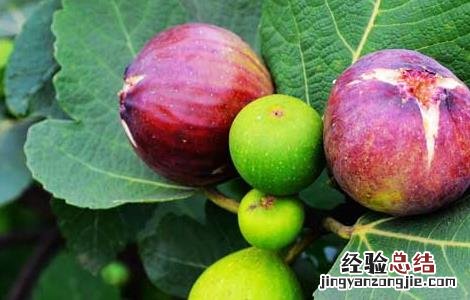 新鲜无花果怎么保存才能放的时间长 新鲜无花果怎么保存