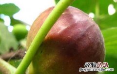 新鲜无花果怎么保存才能放的时间长 新鲜无花果怎么保存
