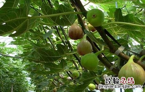 无花果可以放冰箱冷冻吗 无花果可以放冰箱吗