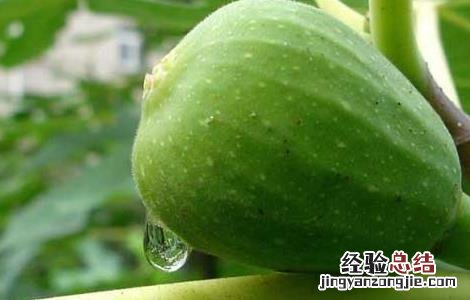 无花果可以放冰箱冷冻吗 无花果可以放冰箱吗