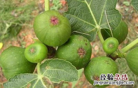 无花果可以放冰箱冷冻吗 无花果可以放冰箱吗