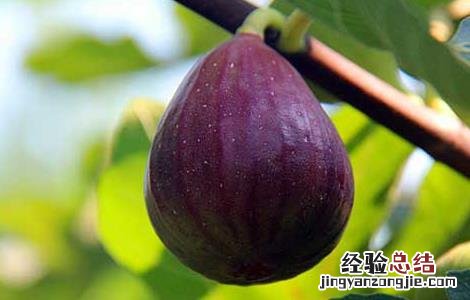 无花果可以放冰箱冷冻吗 无花果可以放冰箱吗