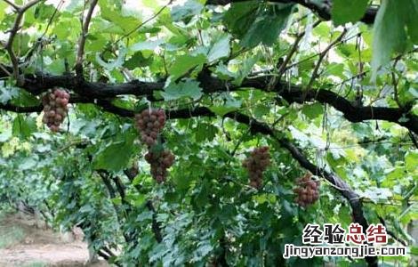 葡萄和提子的营养价值 提子的营养价值