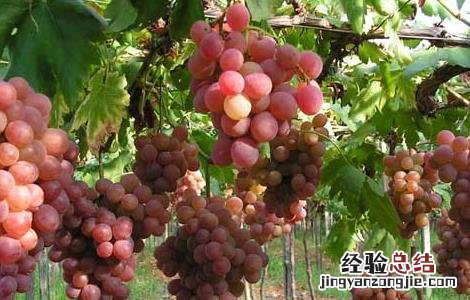 葡萄和提子的营养价值 提子的营养价值