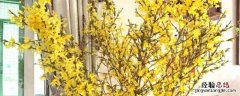 寸金花什么时候开花 寸寸金长了叶子还会开花吗