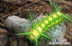 被八角丁蛰了怎么办 被八角丁蛰了最好的处理方法