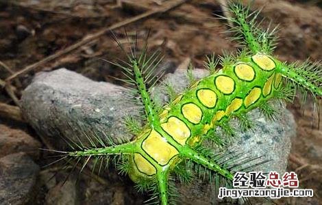 被八角丁蛰了怎么办 被八角丁蛰了最好的处理方法
