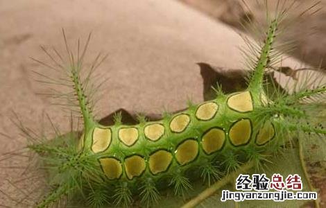 被八角丁蛰了怎么办 被八角丁蛰了最好的处理方法