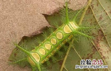 被八角丁蛰了怎么办 被八角丁蛰了最好的处理方法
