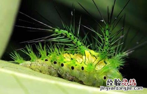 被八角丁蛰了怎么办 被八角丁蛰了最好的处理方法