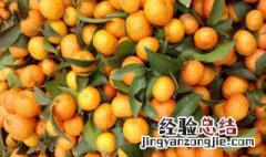 沙糖桔的修剪方法每技梢留多少公分 沙糖桔第三年修剪技术