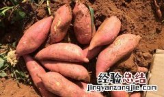 长期吃红薯有什么危害 长期吃红薯的危害