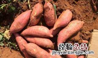 长期吃红薯有什么危害 长期吃红薯的危害