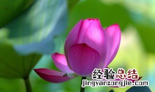 描写雨中荷叶优美句子 形容荷花的唯美句子