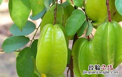 杨桃的功效与作用及禁忌 杨桃的功效与作用