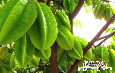 杨桃的功效与作用及禁忌 杨桃的功效与作用