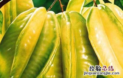 杨桃的功效与作用及禁忌 杨桃的功效与作用