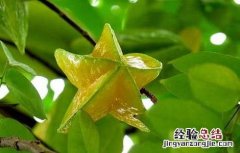 杨桃的营养价值 杨桃的营养价值杨桃怎么吃