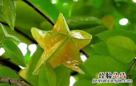杨桃的营养价值 杨桃的营养价值杨桃怎么吃