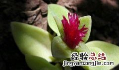心叶日中花的养护方法是什么 心叶日中花如何养护