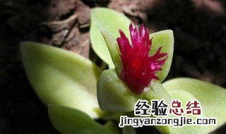 心叶日中花的养护方法是什么 心叶日中花如何养护