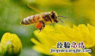 土蜂取蜜在几月 土蜂取蜜在几月份最好