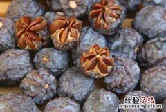 君迁子有核和无核的区别 君迁子有核好还是无核好