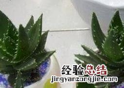 多肉植物不夜城的养殖方法技巧 不夜城多肉怎么养