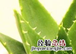 多肉植物不夜城的养殖方法技巧 不夜城多肉怎么养
