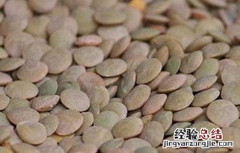 小扁豆的功效与作用 小扁豆的功效与作用吃法大全