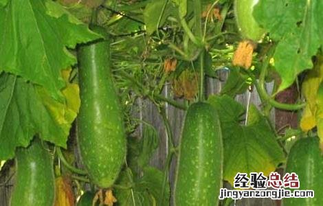 节瓜的功效与作用害处 节瓜的功效与作用
