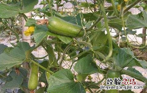 节瓜的功效与作用害处 节瓜的功效与作用
