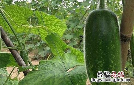 节瓜的功效与作用害处 节瓜的功效与作用