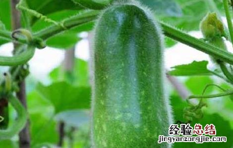节瓜的功效与作用害处 节瓜的功效与作用