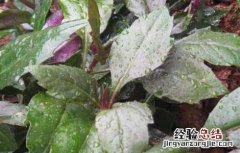 红背菜的功效与作用百科 红背菜的功效与作用