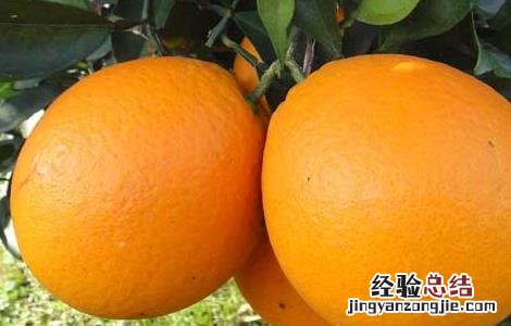 脐橙的功效与作用及食用方法 脐橙的功效与作用