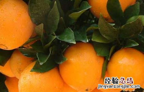 脐橙的功效与作用及食用方法 脐橙的功效与作用