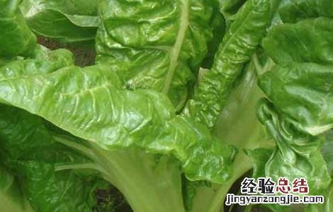 牛皮菜的营养价值高不高 牛皮菜的营养价值
