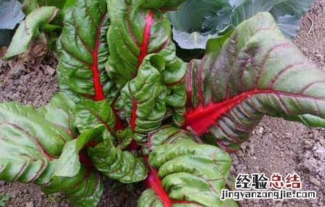 牛皮菜的营养价值高不高 牛皮菜的营养价值