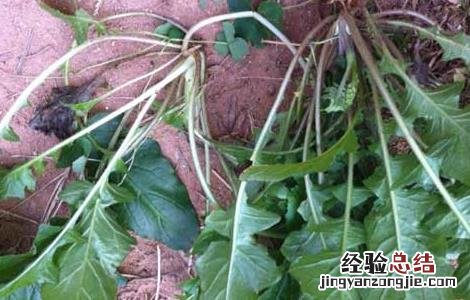 菱角菜的营养作用 菱角菜的营养作用和功效