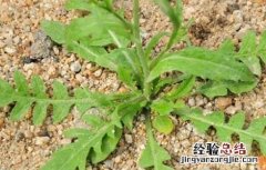 菱角菜的营养作用 菱角菜的营养作用和功效