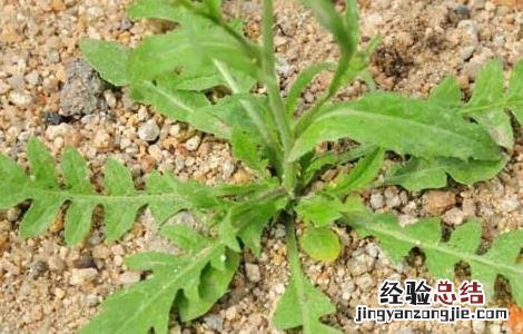 菱角菜的营养作用 菱角菜的营养作用和功效