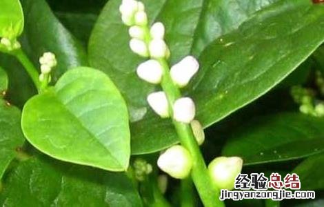 豆腐菜的营养价值 豆腐菜的营养价值高吗