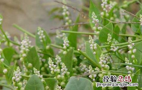 豆腐菜的营养价值 豆腐菜的营养价值高吗