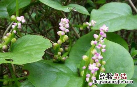 豆腐菜的营养价值 豆腐菜的营养价值高吗