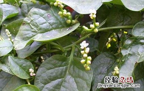 豆腐菜的营养价值 豆腐菜的营养价值高吗