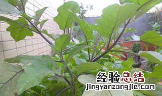 茄子落花不坐果是何原因 茄子落花不坐果是何原因造成的