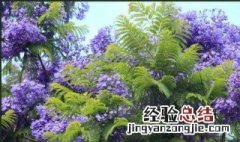 蓝花楹多久浇一次水 如何给蓝花楹浇水