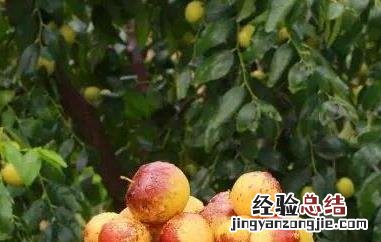 冬枣和雪枣的区别 冬枣与红枣区别