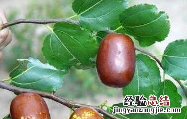 壶瓶枣好吃吗 壶瓶枣的功效与作用
